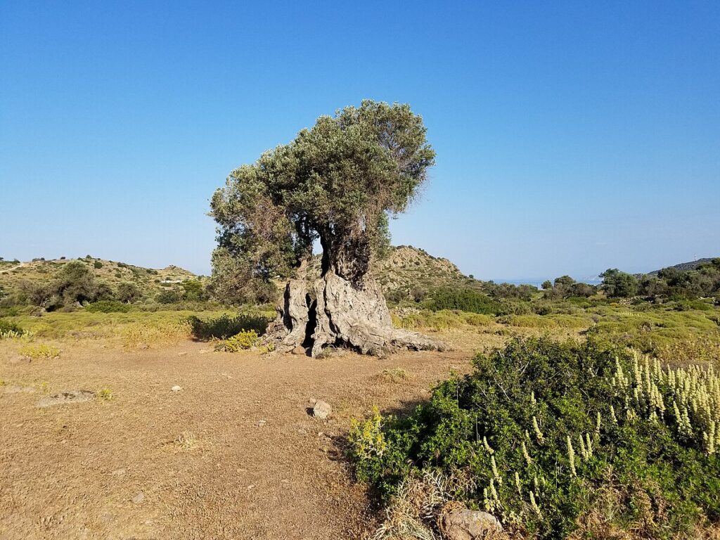Αρχαίος Ελαιώνας - Αίγινα
