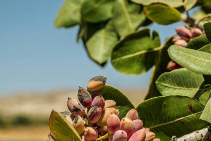 Φιστίκι Αιγίνης