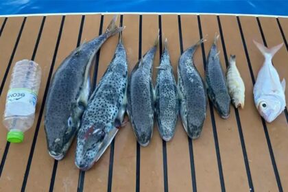 Λαγοκέφαλοι