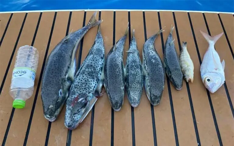 Λαγοκέφαλοι