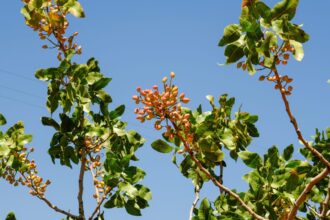 μουσείο φιστικιάς Αίγινα