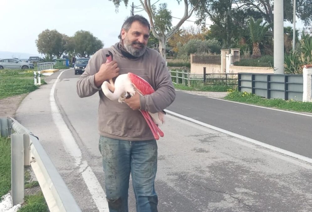 φλαμίνγκο Αίγινα