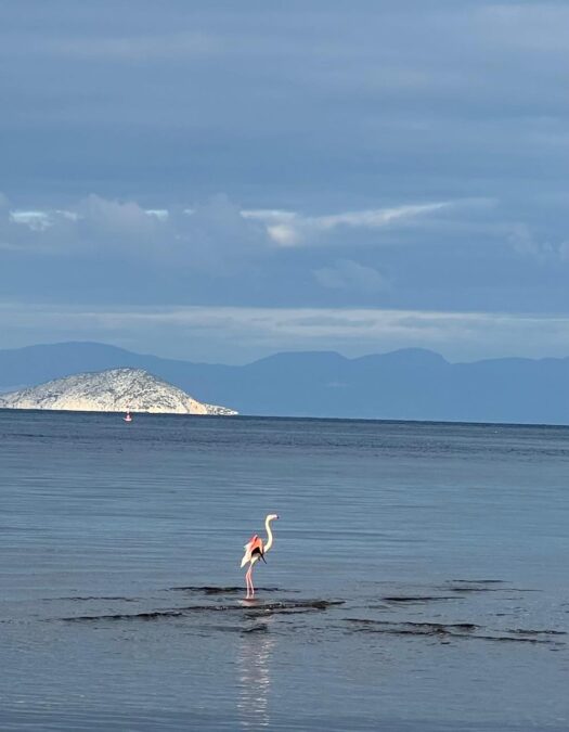 φλαμίνγκο Αίγινα