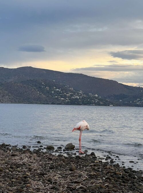 φλαμίνγκο Αίγινα