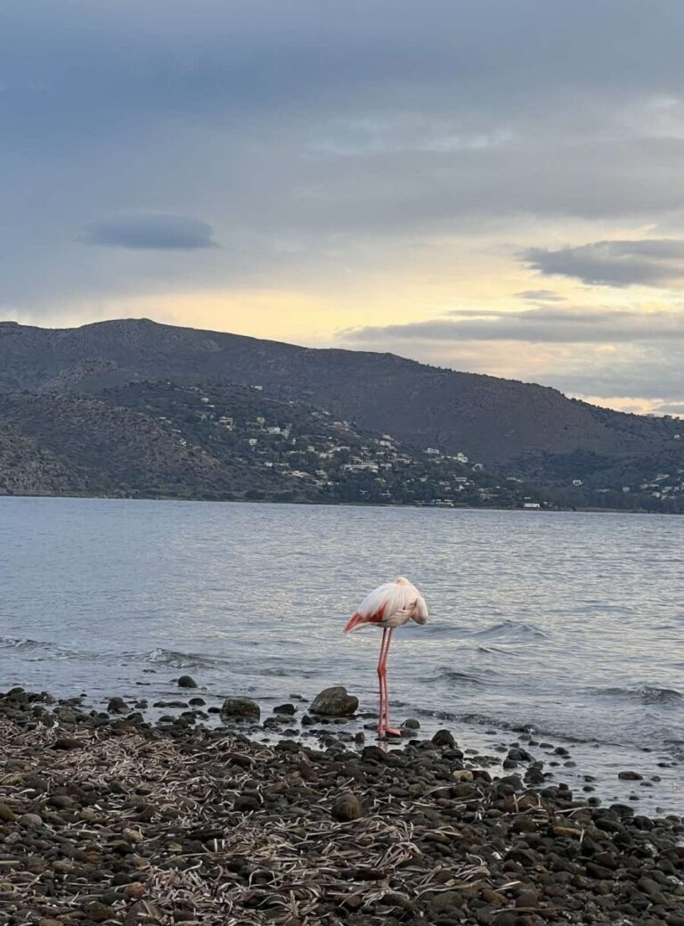φλαμίνγκο Αίγινα