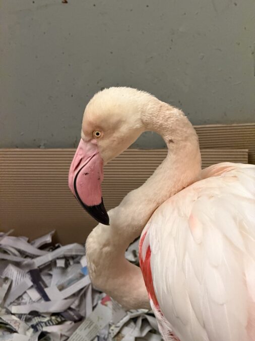 φλαμίνγκο Αίγινα