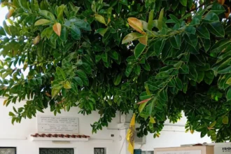 Χειρουργικό Ιατρείο Νοσοκομείο Αιγίνης